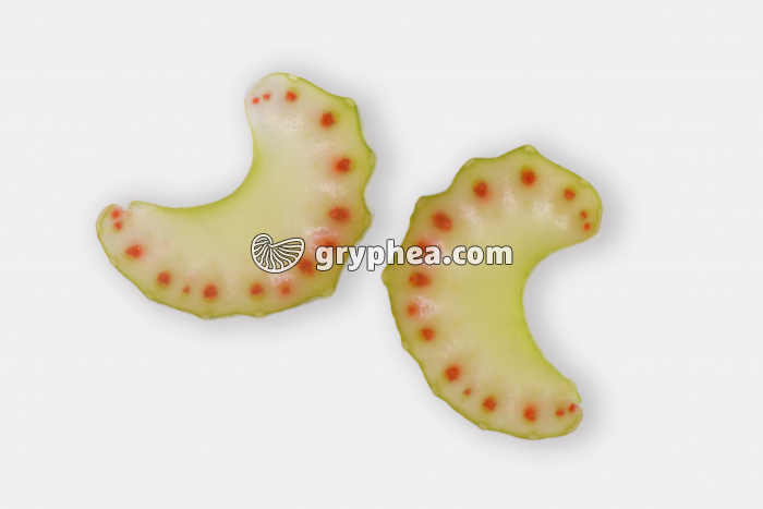 Tiges de Céleri après traitement à l'éosine CT - gryphea.org